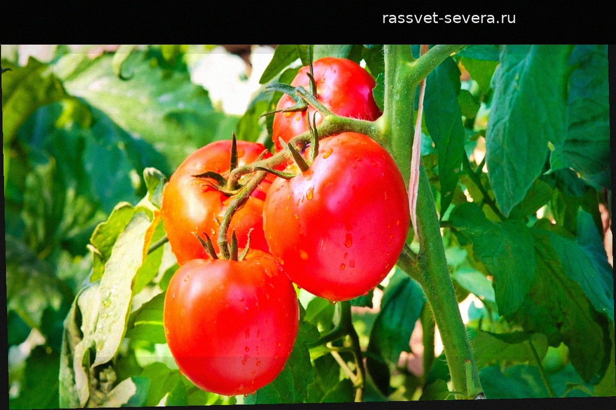 Секрет крупных и невероятно вкусных томатов: всего 3 ложки этого средства в воду для полива