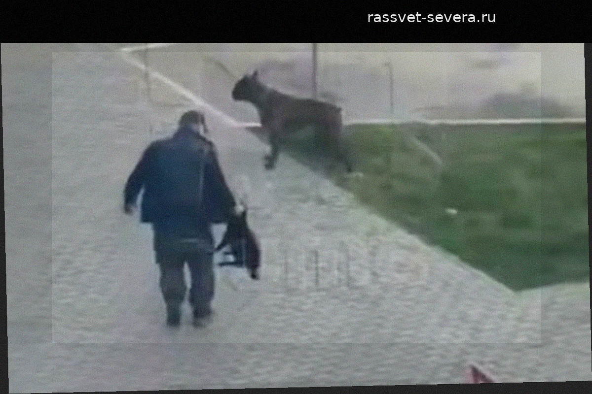 Житель Благовещенска избил мопса во время прогулки