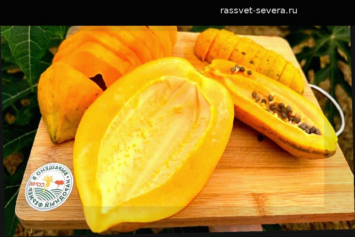 Сочинская папайя соответствует мировым стандартам по содержанию калия