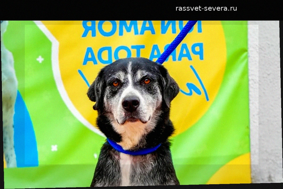 В Боготе пройдет масштабная акция по поиску любящих семей для собак и кошек
