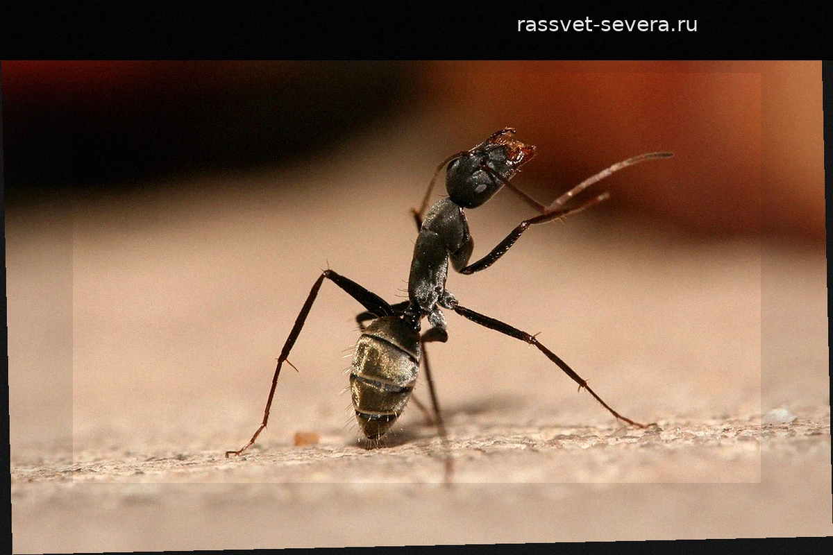 Для чего существует Институт Клермонта